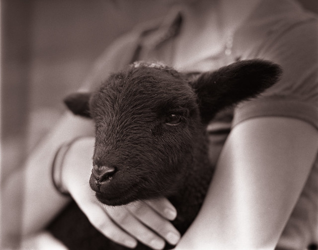 Lamb in girl's arms 4