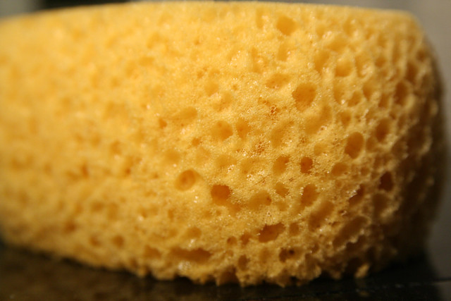 Yellow Sponge IMG_8324