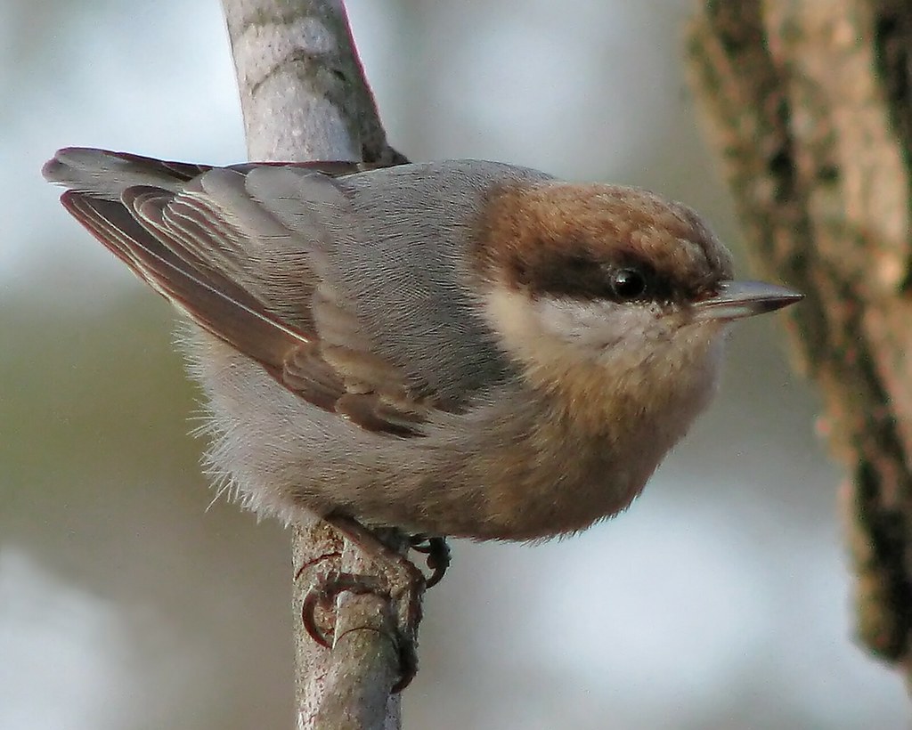 Brown-headed Nuthatch ... a different view