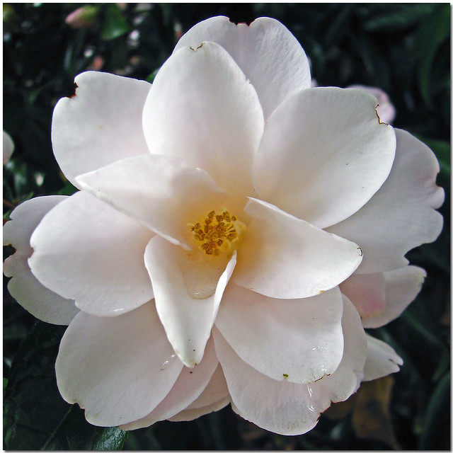 Camellia Centered