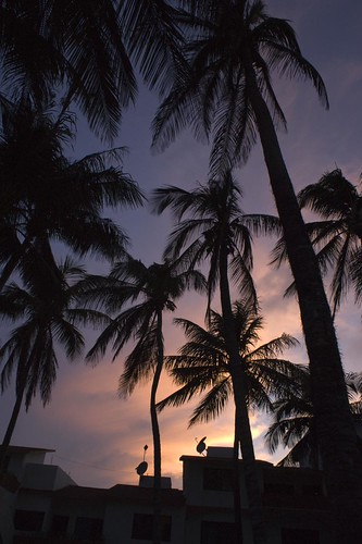 sunset sky atardecer cielo palmtree veracruz palmas flickrunited