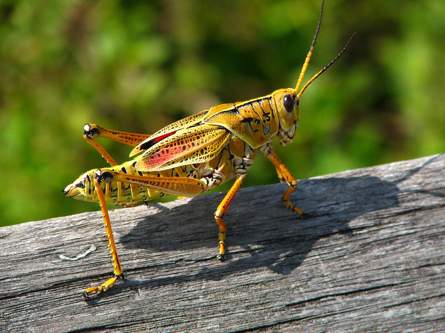 Eastern Lubber Grasshopper (Orange & Yellow) - Everglades National Park - Miami-Dade County, Homestead, FL