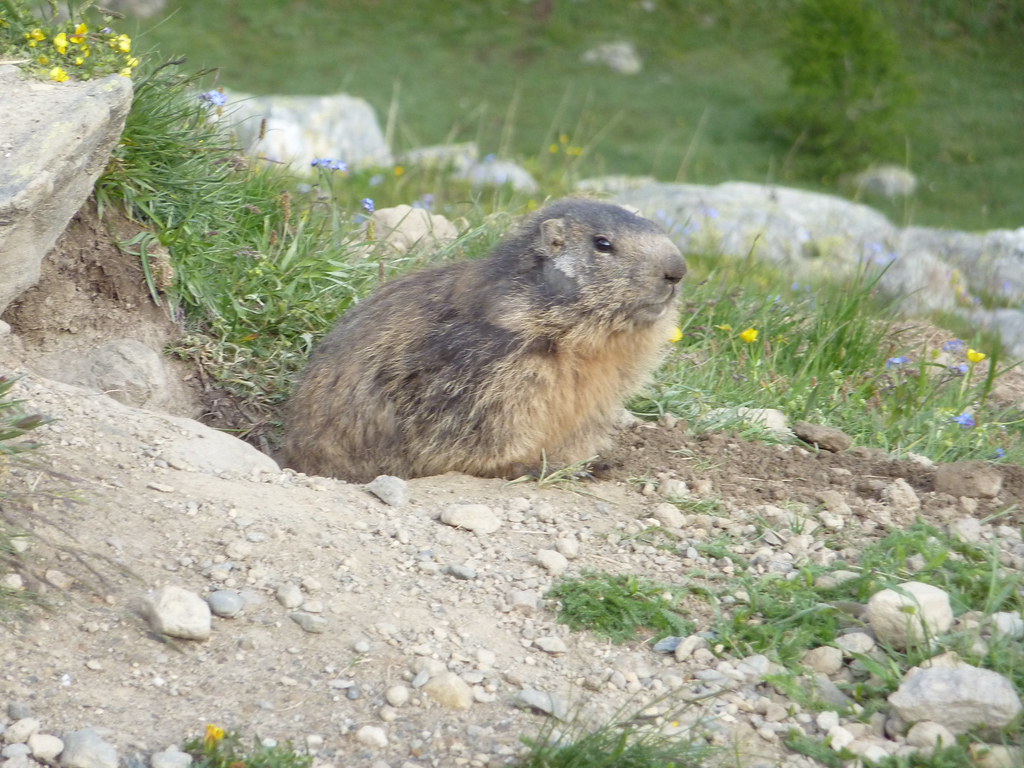 Marmotte à proximité du Refuge_Buffere_110611_20982 | Flickr