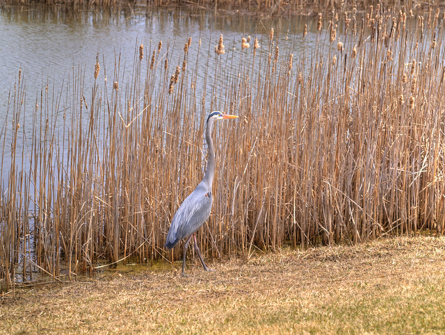 Blue Heron spotted in Bolton, Ontario #4