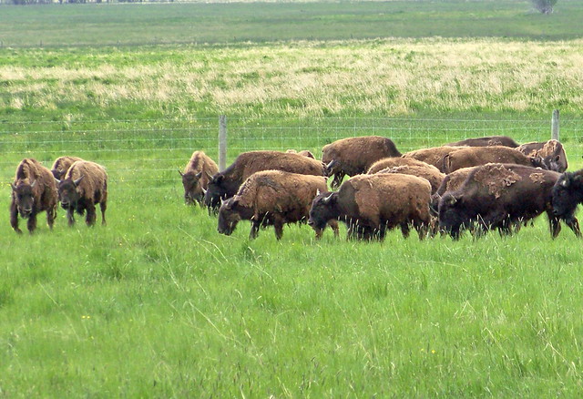 AB09f332 Bison Ranch, Alberta 2009