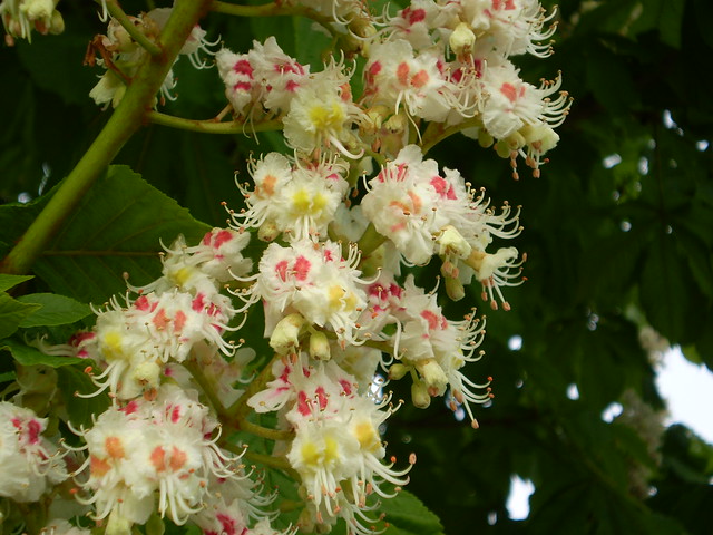 Horse-chestnut-flowers