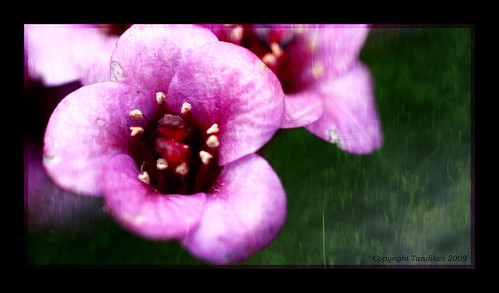 Baby Pinks | by tandikes