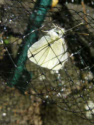 butterfly trapped in mesh | by sammyr331