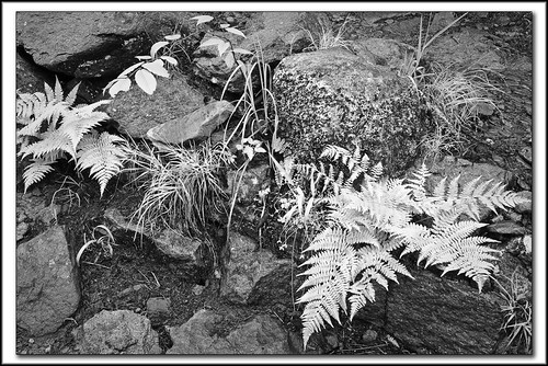 Flora in GSMNP | by d-day buff