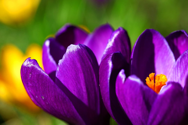 Purple focus – spring crocus