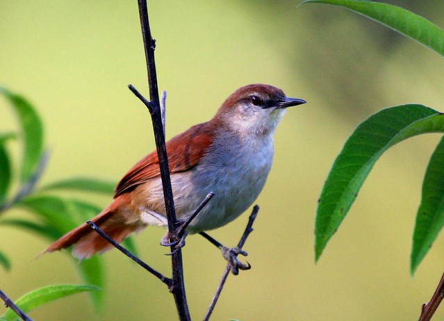 Curutié (Yellow-chinned Spinetail)