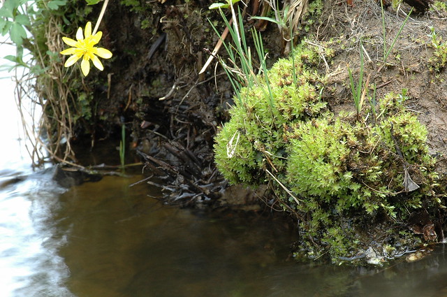 Bryum pseudotriquetrum (Marsh Bryum / Veenknikmos)