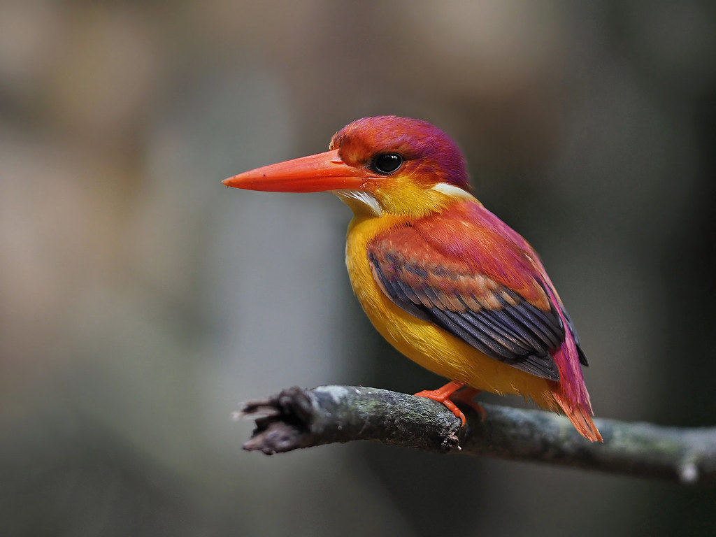 Rufous-Backed Kingfisher