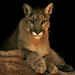 Flickr photo 'Cougar' by: dracobotanicus.