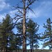 Flickr photo 'Pondarosa  Pine (Pinus pondarosa)-Petrified' by: Drew Avery.