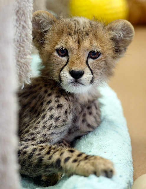 Cheetah Cub_F9P5581