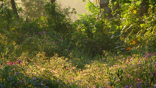 IMG_1630 by Craig Stephen, morning sun mist nature forest sunrise landscape dawn daylight early woods rise