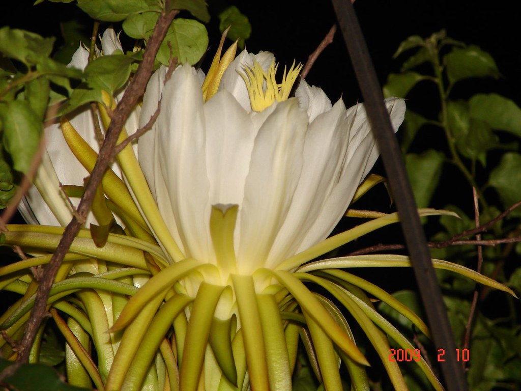 nossa flor noturna | Essa linda flor de cacto desabrocha à n… | Flickr