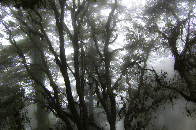 Sunlight thru the Mist and Trees