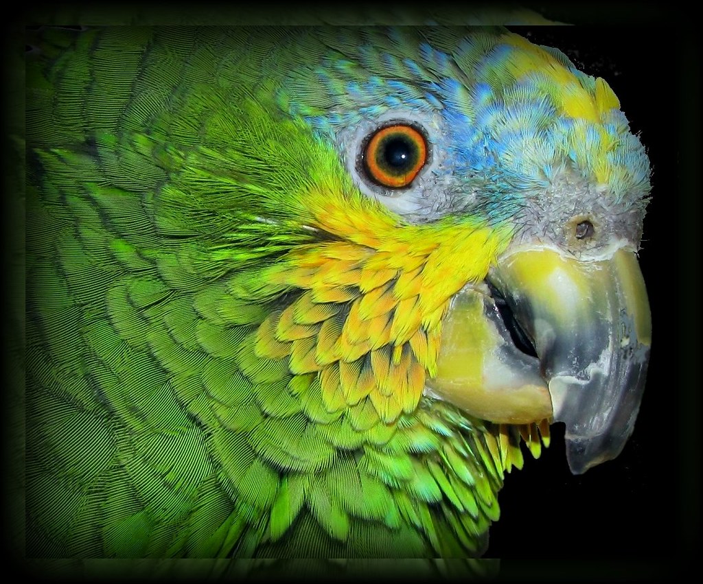 Orange-winged Amazon parrot .  Canon Powershot SX1 IS reference shot, macro, bird, wildlife,  - Amazona amazonica by eagle1effi