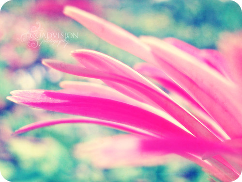 I stuck my head out the window this morning and spring kissed me bang in the face. by Quadvision [Bokeh Dreaming]
