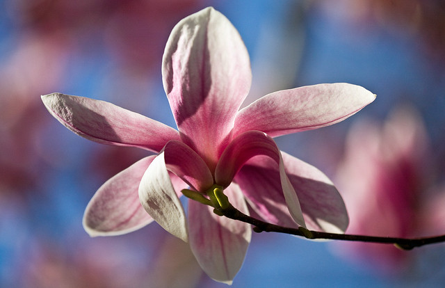 Magnolia flower_0018W.jpg