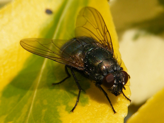 Blow-fly