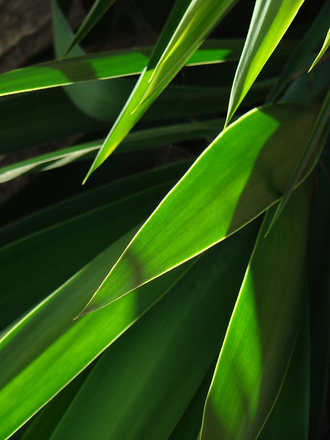 Another green world  - Yucca gloriosa