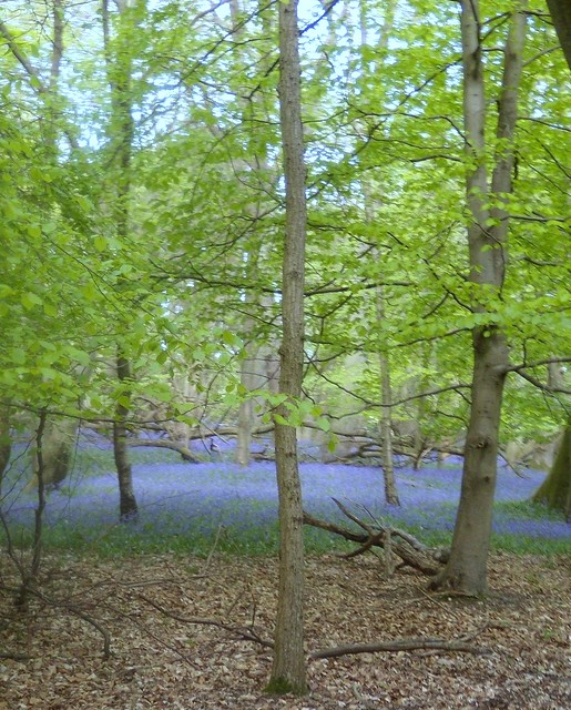 Bluebell wood 6 Tring to Berkhamsted