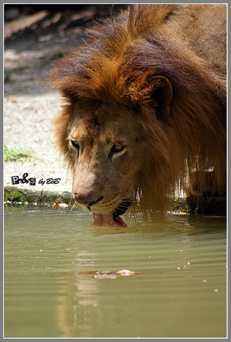 African Lion (Panthera leo leo) | by bob|P-&-S