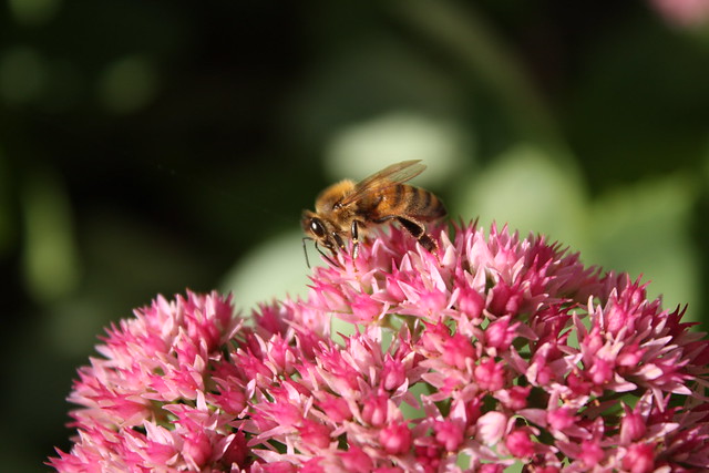Honey Bee on a Fall Sedum