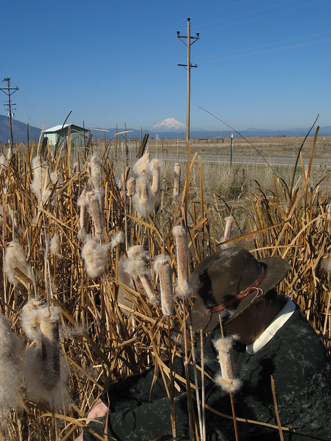 Searching the cattails, Lassen County, California