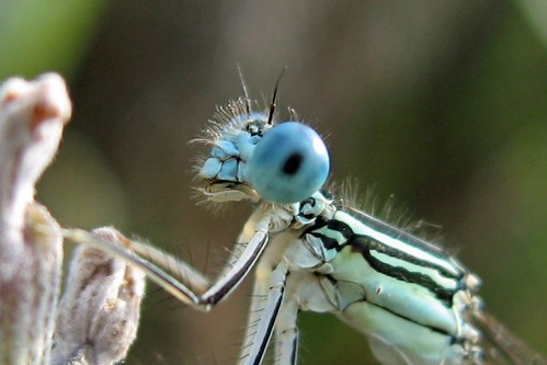 Alien | by virginio46