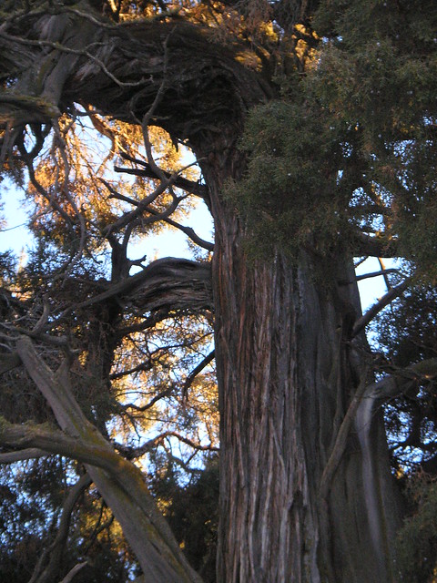 Tumalo tree, Oregon