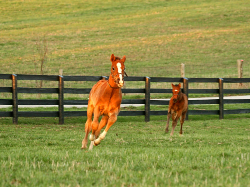 horse barn bluegrass farm kentucky pasture thoroughbred foal woodfordcounty
