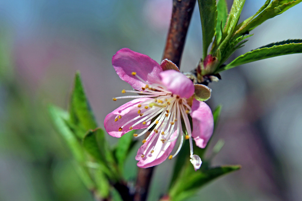 Otra toma de la flor de durazno | otra flor de la misma plan… | Flickr