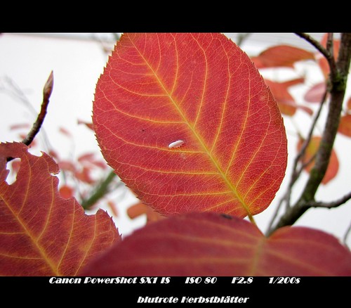 blutrote Herbstblätter - Amelanchier ovalis  - Felsenbirne - by eagle1effi
