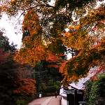 Autumn leaves' bell