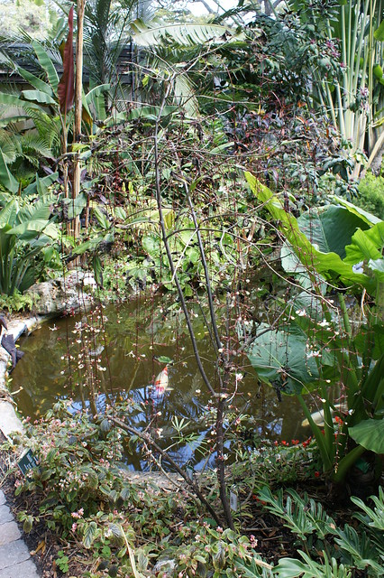 Marie Selby Botanical Garden (206)