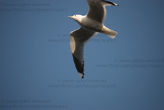 Birds - Loch Lomond