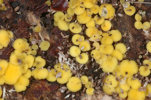 Calycella citrina, Yellow fairy cups