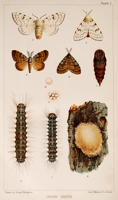 Plate 1, The Gypsy Moth