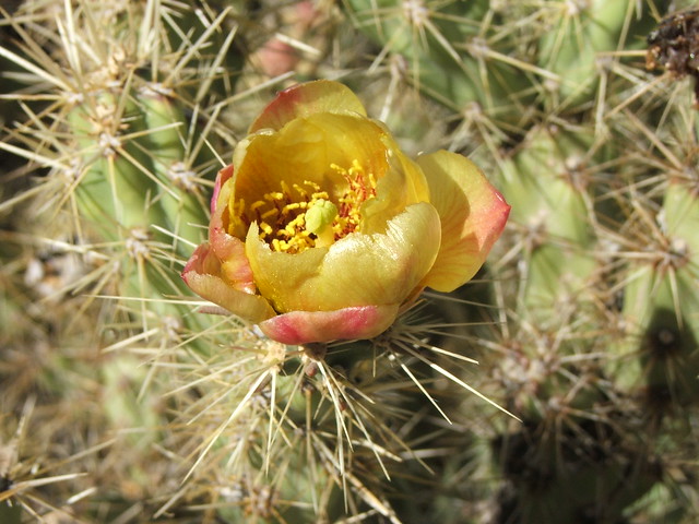 Cactus Blossom at the Desert Botanical Garden