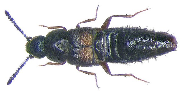 Acrotona nigerrima (Aubé, 1850)