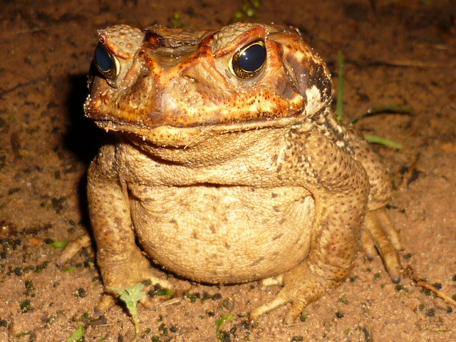 ugly frog.