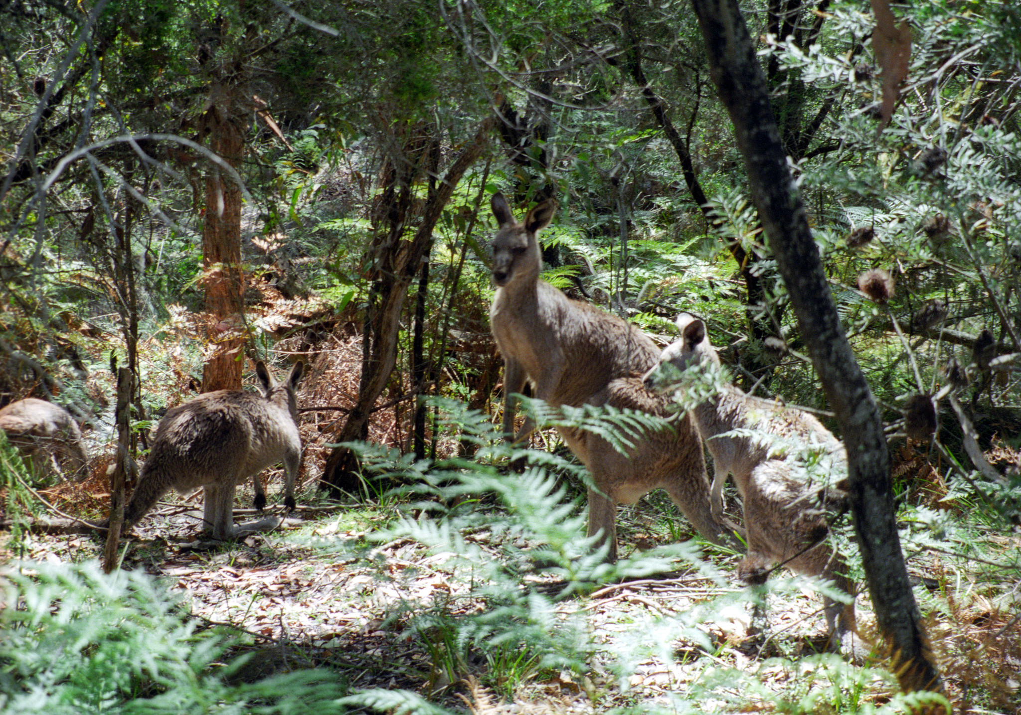 Kangaroos!