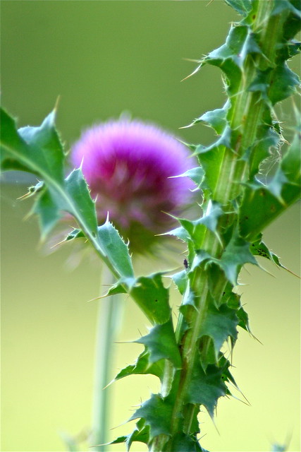 Just an old thistle bush