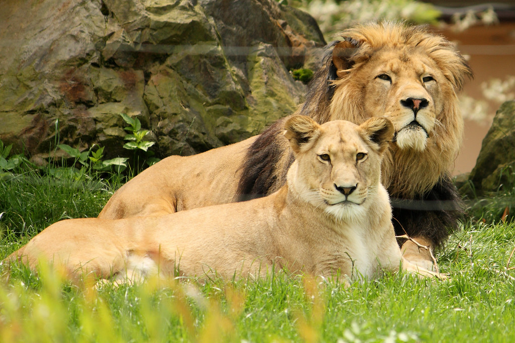 Сколько живут львы в дикой. Лев обитает. Лев живет. Сколько живут львы. Сколько живут львы в зоопарке.