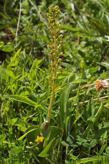 Neottia ovata (L.) Bluff & Fingerh. = Listera ovata (L.) R. Br. - Common Twayblade