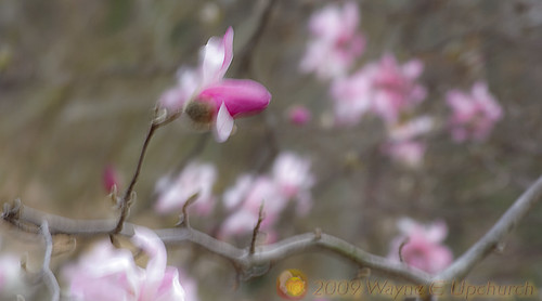 Ballerina Magnolia - Duke Gardens | by 0 W8ing